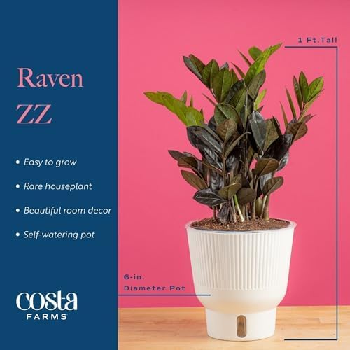 Costa Farms Raven ZZ Plant, Easy Care Indoor Houseplant, Ships in Modern White Decor Planter with Soil, Perfect Room Decor for Tabletop, Shelf, or Desk, Trending Tropicals Collection, 10-Inches Tall