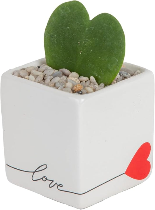 Costa Farms Mini Succulent, Live Succulent Plant, Grower's Choice Indoor Houseplant in Cute Décor Planter, Housewarming, Birthday, Room Decor, 2-Inches Tall