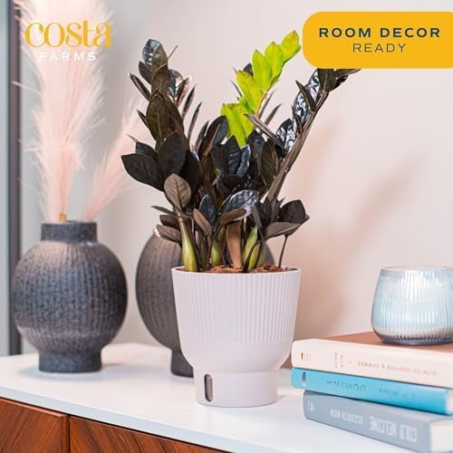 Costa Farms Raven ZZ Plant, Easy Care Indoor Houseplant, Ships in Modern White Decor Planter with Soil, Perfect Room Decor for Tabletop, Shelf, or Desk, Trending Tropicals Collection, 10-Inches Tall