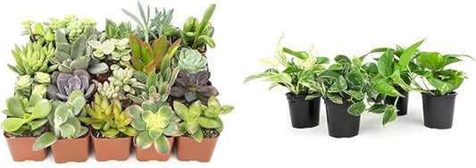 Altman Plants Live Succulents (20 Pack) & Live Pothos Plants (4PK) Indoor House Plants