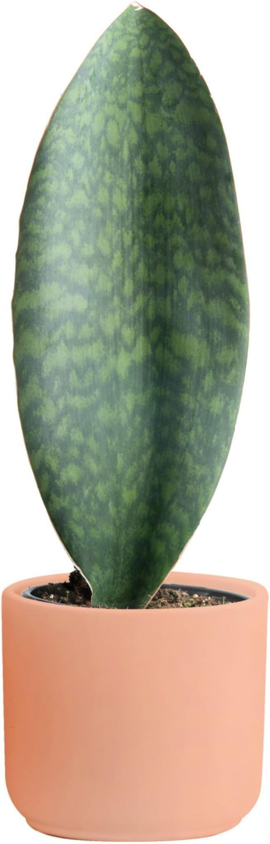 Costa Farms Whale Fin Sansevieria, Easy to Grow Snake Plant Houseplant, Live Indoor Gardening Gift, Unique Room Decor for Home or Office, Potted in Decorative Pot, 16-22 Inches Tall