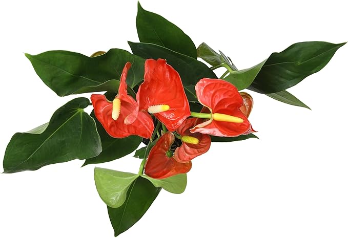 Orange Anthurium Live Plant (Approx. 16-19" Tall), Real Flowers/Unique House Plants in 6" Nursery Pot, Floral Desk Plant, Air Purifying Plants & Cool Gifts for Plant Lovers by Plants for Pets