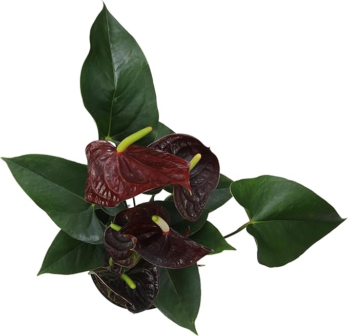 Black Chocolate Anthurium Live Plant Decor (Approx. 19-22" Tall), Real Flowers/House Plants in 6" White Plant Pot, Desk Plant, Air Purifying Plants & Cool Gifts for Plant Lovers by Plants for Pets