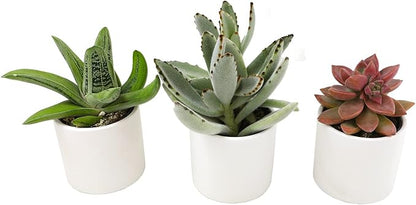 Plants for Pets Succulents (3 PK), Live Succulent Plants in White Pots, Mini Succulents Plants, Unique Gardening Gifts for Plant Lovers