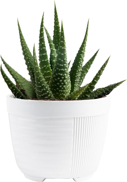 Costa Farms Haworthia Succulent, Easy to Grow Live Plant in Indoor Houseplant Pot, Potting Soil, Gardening, Real Plants Gift for Housewarming, Room Decor, 4-Inches Tall