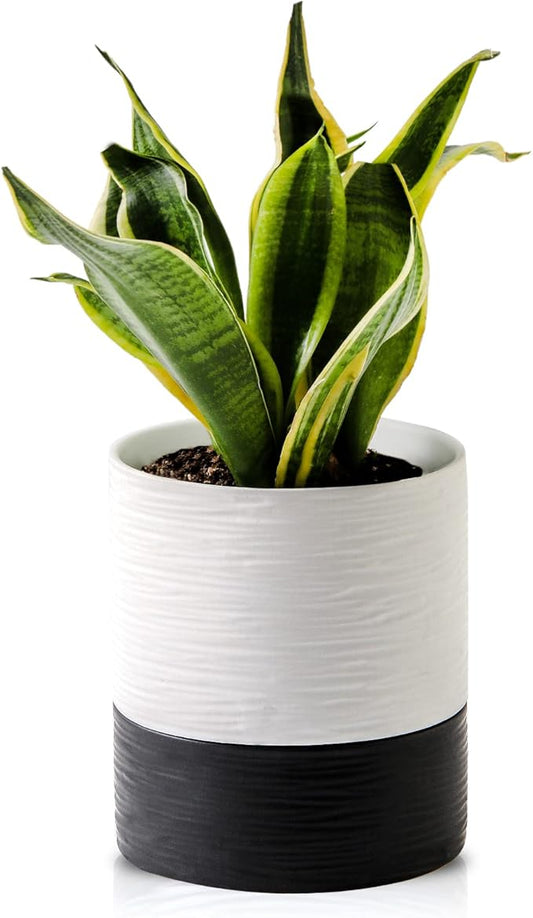 Nihow Self Watering Plant Pot: 6 Inch Ceramic Planter with Drainage Hole & Water Storage Plus for Indoor & Outdoor Plants - Cylinder Round Flower Pot for Succulent/Herbs/Violets - White & Black