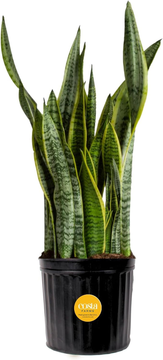 Costa Farms Snake Plant, Live Indoor and Outdoor Sansevieria Plant, Easy Care Tropical Houseplant Potted in Nursery Pot, Air Purifying Succulent Plant in Soil, Housewarming, Home Décor, 2-3 Feet Tall