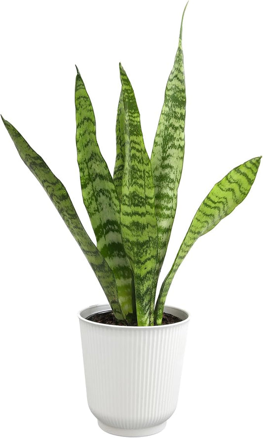 Live Snake Plant in Decorative White Pot, Sansevieria Zeylanica, Indoor House Plant, Mother in Law Tongue Sansevieria Plant Live, Long Succulent Plant, Fully Rooted Houseplant by Plants for Pets