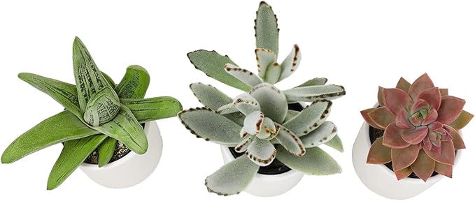 Plants for Pets Succulents (3 PK), Live Succulent Plants in White Pots, Mini Succulents Plants, Unique Gardening Gifts for Plant Lovers