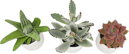 Plants for Pets Succulents (3 PK), Live Succulent Plants in White Pots, Mini Succulents Plants, Unique Gardening Gifts for Plant Lovers