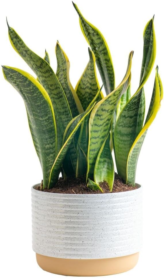 Costa Farms Snake, Sansevieria White-Natural Decor Planter Live Indoor Plant, 12-Inch Tall, Grower's Choice, Green, Yellow