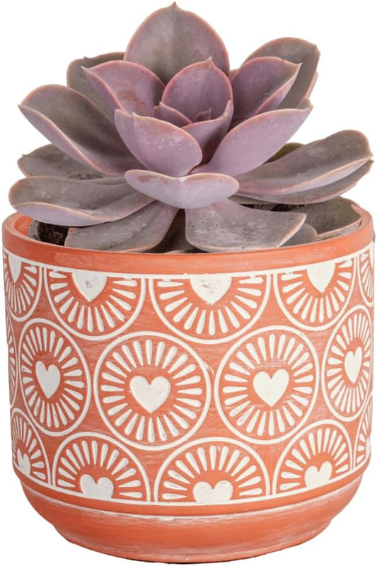 Costa Farms Live Succulent Plant, Easy to Grow Echeveria, Potted Houseplant in Decor Plant Pot, Everyday Gift for Mom, For Wife, From Daughter, Son, Room or Home Decor, 6-Inches Tall