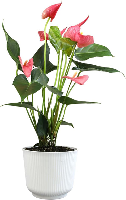 Pink Anthurium Live Plant Decor (Approx. 17-19" Tall), Real Flowers/House Plants in 6" White Plant Pot, Floral Office Plants, Air Purifying Plants & Cool Gifts for Plant Lovers by Plants for Pets