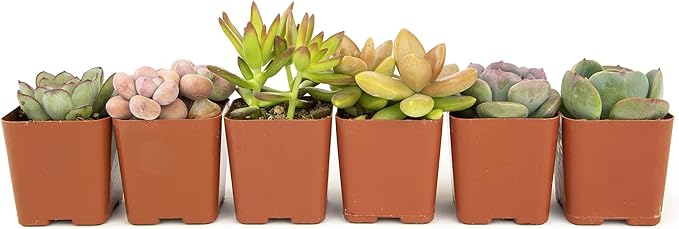 Altman Plants, Live Succulents Plants Live Houseplants (6PK), Succulents Live Plants Live House Plants Indoors Live, Live Cactus Plants Live Cacti Succulent Plants Live Indoor Plants Live Houseplants