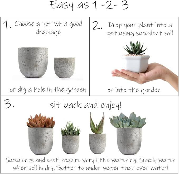 Altman Plants, Assorted Succulents Plants Live Houseplants (8PK), Succulent Plants Home Office Plants Live Indoor Plants, Live Plants Indoor House Plants, Easy Care Plants, Desk Plants, Kitchen Plants