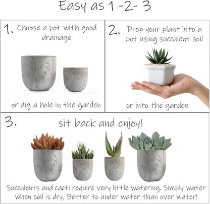 Altman Plants, Assorted Succulents Plants Live Houseplants (8PK), Succulent Plants Home Office Plants Live Indoor Plants, Live Plants Indoor House Plants, Easy Care Plants, Desk Plants, Kitchen Plants