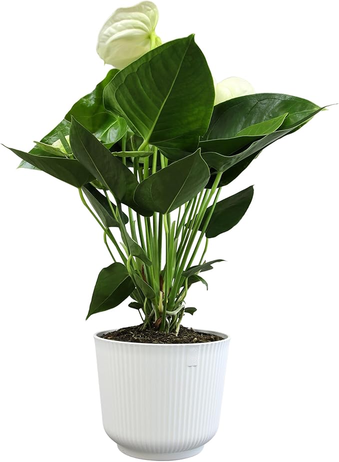 White Anthurium Live Plant Decor (Approx. 18-21" Tall), Real Flowers/Sympathy Plant in 6" White Plant Pot, Floral Sympathy Flowers, Perennial House Plants & Gifts for Plant Lovers by Plants for Pets