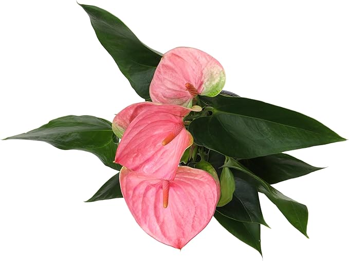 Pink Anthurium Live Plant Decor (Approx. 17-19" Tall), Real Flowers/House Plants in 6" White Plant Pot, Floral Office Plants, Air Purifying Plants & Cool Gifts for Plant Lovers by Plants for Pets