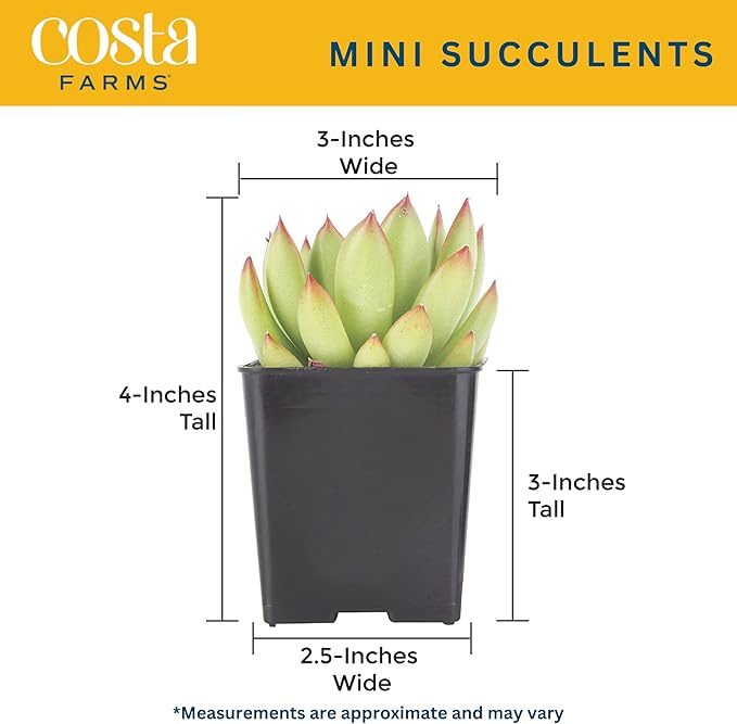 Costa Farms Mini Live Succulents, Echeveria Houseplant, Beautiful Live Indoor Plants in Cute Décor Stone Planter Pots, Great Gift for Perfect Room Décor, 4-Inches Tall (2-Pack)