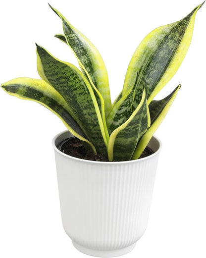 Live Snake Plant with Decorative White Pot, Sansevieria Trifasciata Superba, Fully Rooted Indoor House Plant, Mother in Law Tongue Sansevieria Plant, Succulent Plant Houseplant by Plants for Pets