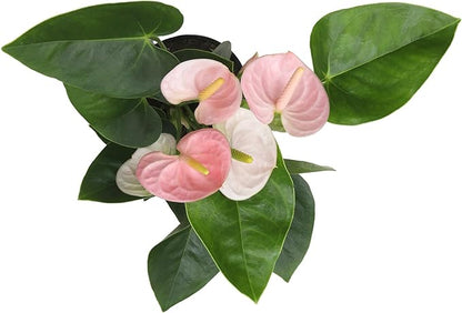 Pink Anthurium Live Plant Decor (Approx. 17-19" Tall), Real Flowers/House Plants in 6" White Plant Pot, Floral Office Plants, Air Purifying Plants & Cool Gifts for Plant Lovers by Plants for Pets