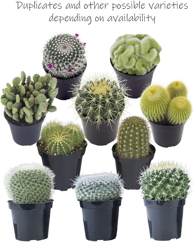 Altman Plants Assorted Cactus Collection 2.5" 4 pack