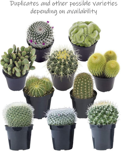 Altman Plants, Assorted Cactus Plants Live Succulents (6 Pack), Live Cactus Plant Lover Gifts, Cacti Succulents Plants Live Houseplants, Succulent Indoor Plants Live Plants in Cactus Soil Potting Mix