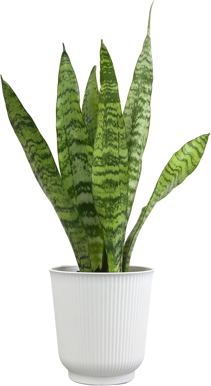 Live Snake Plant in Decorative White Pot, Sansevieria Zeylanica, Indoor House Plant, Mother in Law Tongue Sansevieria Plant Live, Long Succulent Plant, Fully Rooted Houseplant by Plants for Pets