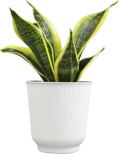 Live Snake Plant with Decorative White Pot, Sansevieria Trifasciata Superba, Fully Rooted Indoor House Plant, Mother in Law Tongue Sansevieria Plant, Succulent Plant Houseplant by Plants for Pets