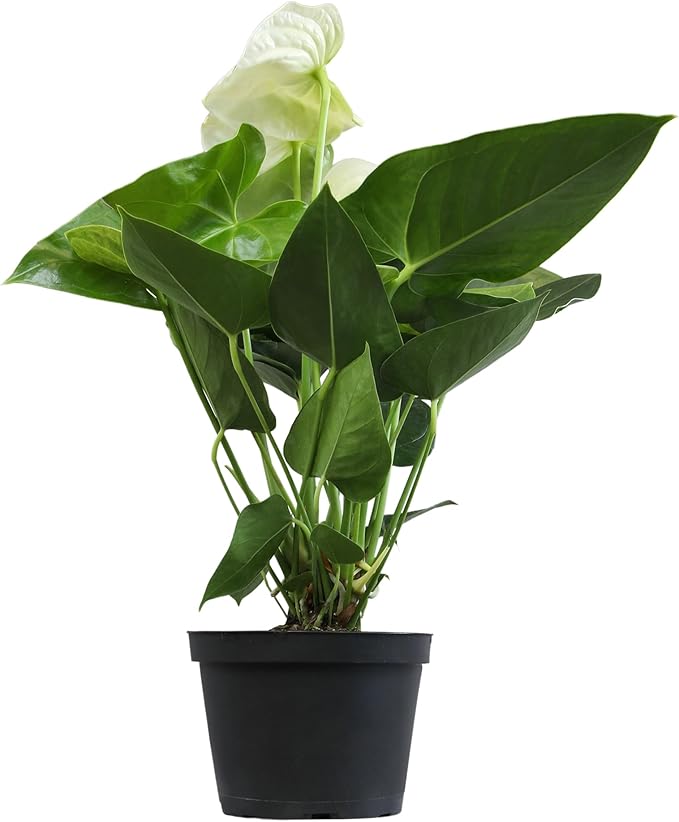 White Anthurium Live Plant (Approx. 18-21" Tall), Real Flowers/Unique House Plants in 6" Nursery Pot, Floral Desk Plant, Air Purifying Plants & Gifts for Plant Lovers by Plants for Pets