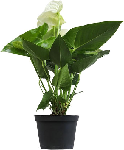 White Anthurium Live Plant (Approx. 18-21" Tall), Real Flowers/Unique House Plants in 6" Nursery Pot, Floral Desk Plant, Air Purifying Plants & Gifts for Plant Lovers by Plants for Pets