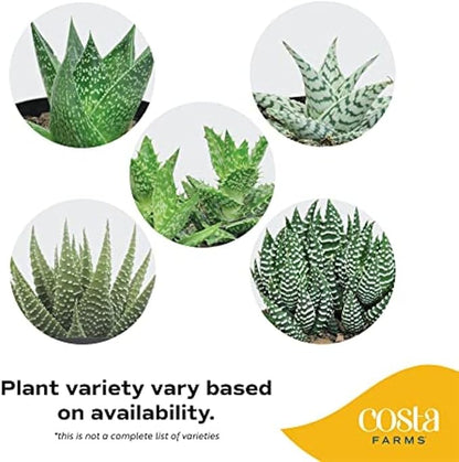 Costa Farms Live Succulent, Easy to Grow Haworthia Plant in Planter Pot, Succulent Houseplant in Potting Soil, Indoors Garden Gift, Cacti Room Décor and Home Décor, 4-Inches Tall