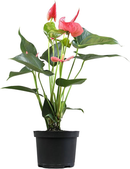 Pink Anthurium Live Plant (Approx. 17-19" Tall), Real Flowers/Unique House Plants in 6" Nursery Pot, Floral Office Plants, Air Purifying Plants & Cool Gifts for Plant Lovers by Plants for Pets