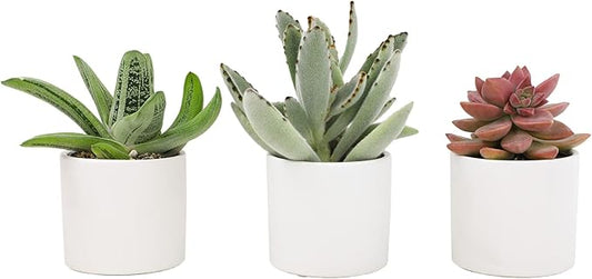 Plants for Pets Succulents (3 PK), Live Succulent Plants in White Pots, Mini Succulents Plants, Unique Gardening Gifts for Plant Lovers