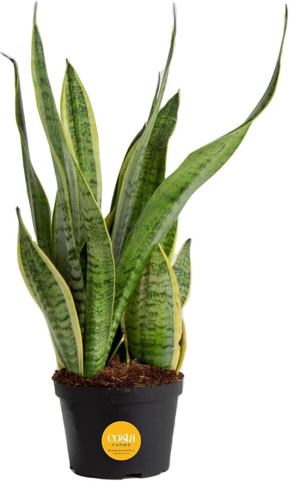 Costa Farms Sansevieria Grower's Choice Snake Live Indoor Plant, 12-Inches Tall, Grower Pot