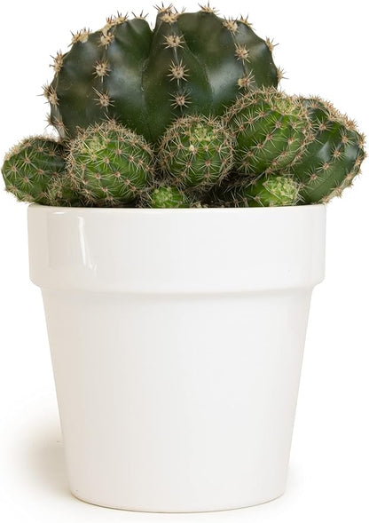 Cactus Plants Live in White Succulent Planter Pot, Live Cactus in Cactus Soil Potting Mix, Live Mini Cactus Succulents Plants Live Cacti, Cactus Live Succulents in Cactus Plant Pot by Plants for Pets