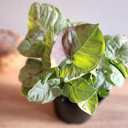 Variegated Milk Confetti Syngonium Plant (Approx. 14" Tall) in 6 Inch Pot, Easy House Plant Arrowhead Plant, Live Indoor Plant, Desk Plant & Office Plant, Unique Plant Lover Gifts by Plants for Pets