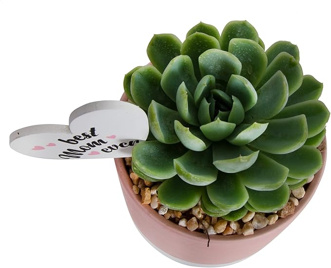 Costa Farms Live Succulent Plant, Easy to Grow Echeveria, Potted Houseplant in Decor Plant Pot, Everyday Gift for Mom, For Wife, From Daughter, Son, Room or Home Decor, 6-Inches Tall