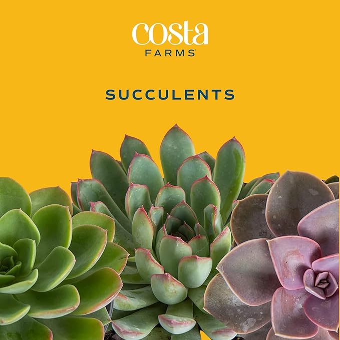 Costa Farms Succulents (10 Pack), Live 2.5 Inch Succulent Plants, Grower's Choice Houseplants, Potted in Nursery Plant Pots, Potting Soil, Gift for Bulk Baby Shower, Bridal Shower, DIY Room Décor