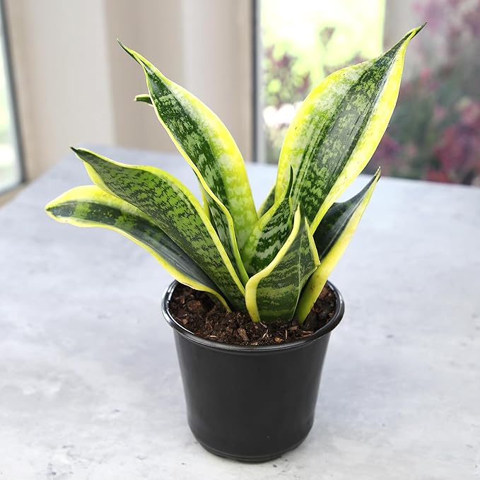 Live Snake Plant, Sansevieria trifasciata Superba, Fully Rooted Indoor House Plant in Pot, Mother in Law Tongue Sansevieria Plant, Potted Succulent Plant, Houseplant in Potting Soil by Plants for Pets