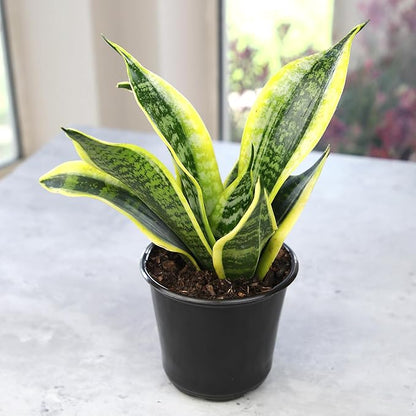 Altman Plants, Live Snake Plant, Sansevieria trifasciata Superba, Fully Rooted Indoor House Plant in Pot, Mother in Law Tongue Sansevieria Plant, Potted Succulent Plant, Houseplant in Potting Soil