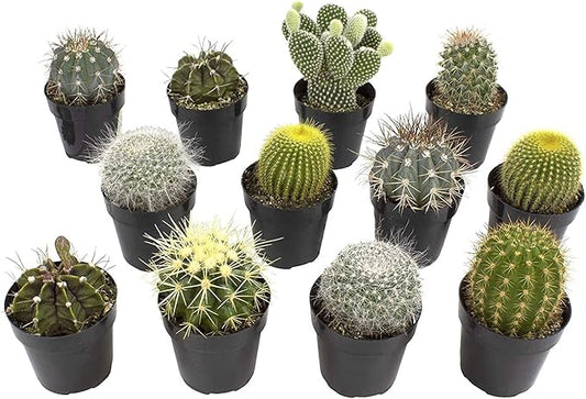 Assorted Cactus Collection 2.5" 12 pack