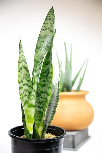 Sansevieria Zeylanica, Live Snake Plant Live Indoor Plants Live Houseplants, Live Plants Indoor Plants, Live Plants Indoor Low Light, Potted Plants, House Plants for Delivery Prime by Plants for Pets