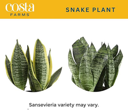 Costa Farms Sansevieria Grower's Choice Snake Live Indoor Plant, 12-Inches Tall, Grower Pot