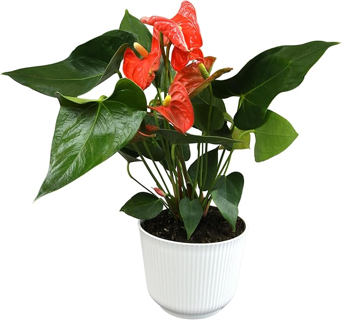 Orange Anthurium Live Plant Decor (Approx. 16-19" Tall), Real Flowers/House Plants in 6" White Plant Pot, Floral Desk Plant, Air Purifying Plants & Cool Gifts for Plant Lovers by Plants for Pets