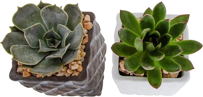 Costa Farms Mini Live Succulents, Echeveria Houseplant, Beautiful Live Indoor Plants in Cute Décor Stone Planter Pots, Great Gift for Perfect Room Décor, 4-Inches Tall (2-Pack)