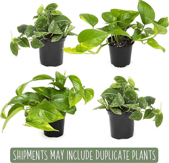 Altman Plants Live Succulents (20 Pack) & Live Pothos Plants (4PK) Indoor House Plants