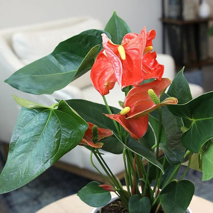 Orange Anthurium Live Plant Decor (Approx. 16-19" Tall), Real Flowers/House Plants in 6" White Plant Pot, Floral Desk Plant, Air Purifying Plants & Cool Gifts for Plant Lovers by Plants for Pets