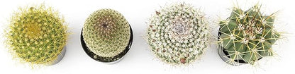 Altman Plants, Assorted Cactus Plants Live Cactus Decor (4PK), Cactus Plant Live Succulents Plants Live in Cactus Soil Potting Mix, Live Cacti Plants Live Succulent Plants Live Plants in Cactus Pot