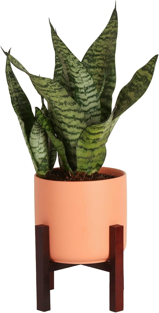 Costa Farms Live Indoor Snake Plant, Sansevieria 12-Inches Tall, Decor Planter